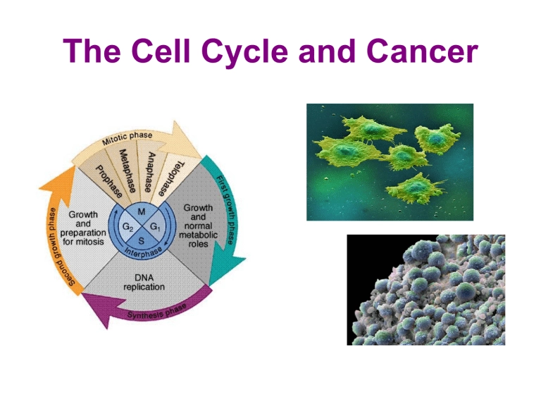 Cell cycle and food connection illustration